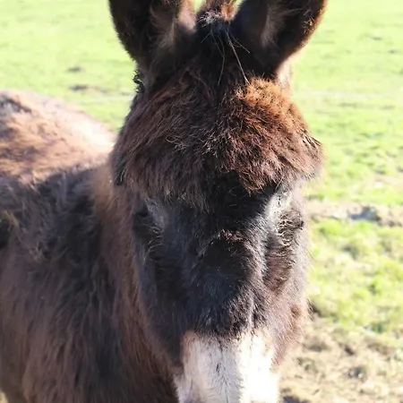 La Grange Du Festel *